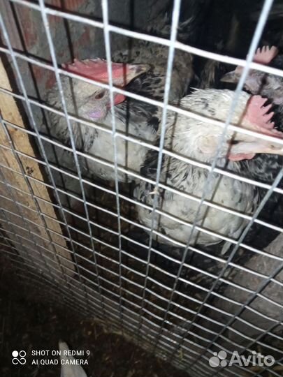 Полугодовалые петушки от породистых кур