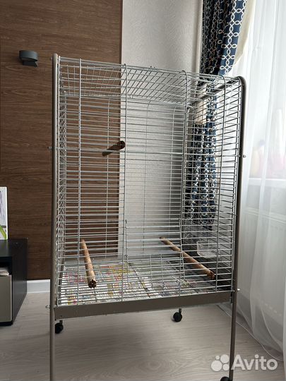 Александрийский попугай