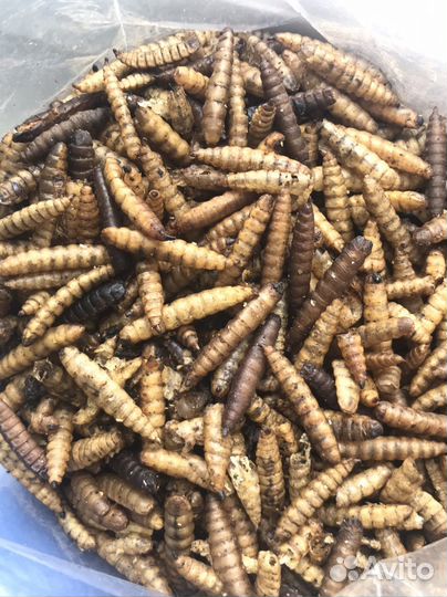 Сушеная личинка черной львинки