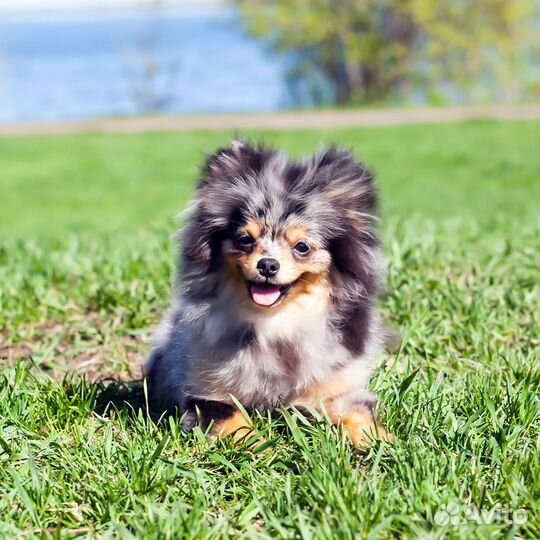 Шпиц мраморный