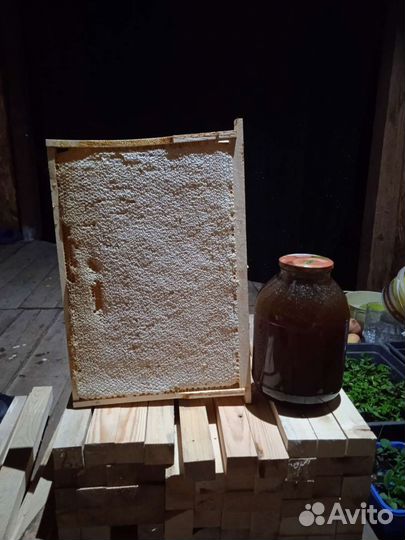 Мед из леса