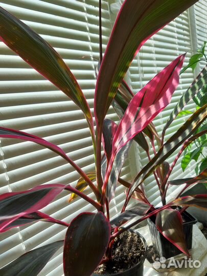 Цветы живые домашние