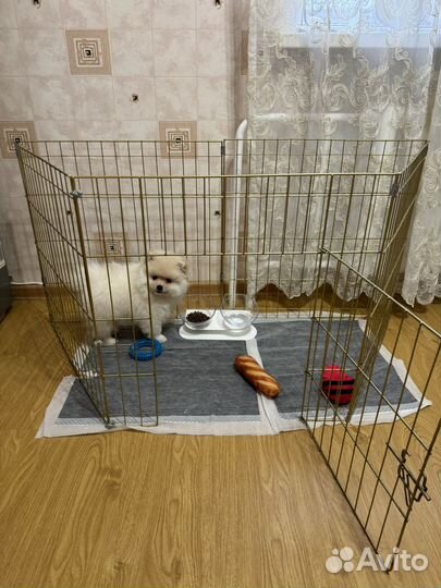 Померанский шпиц медвежьего типа