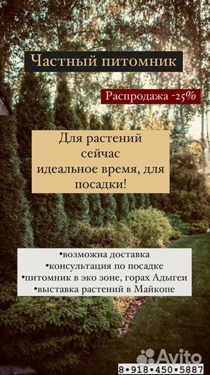 Уличные растения