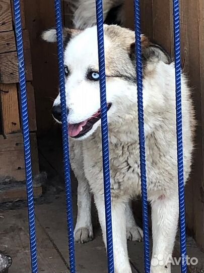 Красивый пес с добрые руки