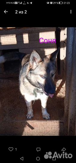 Собака в добрые руки