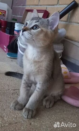 Котята в добрые руки даром