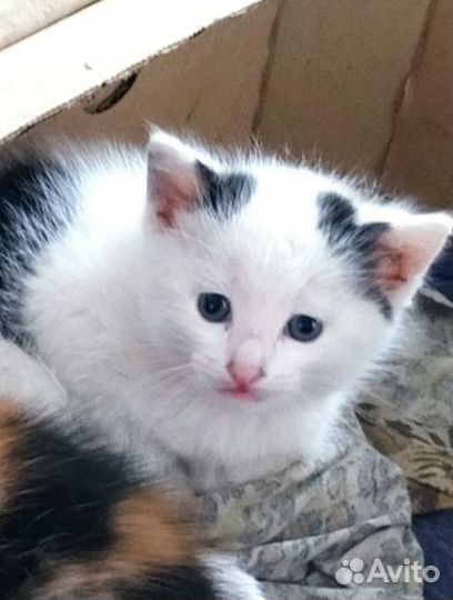 Котенок