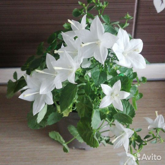 Цветы для дома