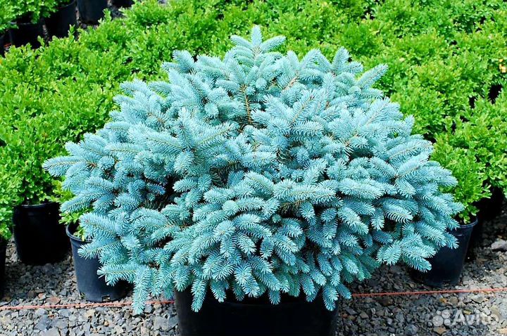 Ель Глаука Глобоза