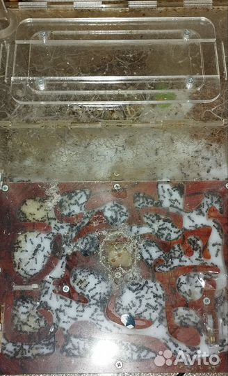 Муравьиная ферма с муравьями