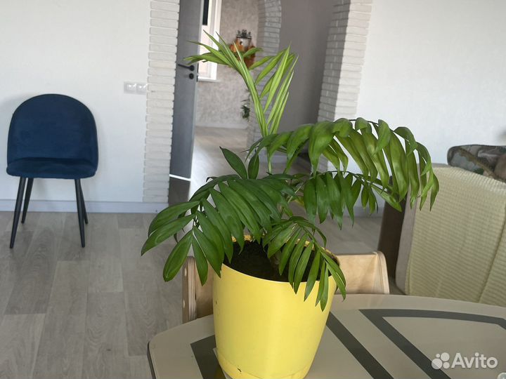 Бамбуковая пальма хамедорея