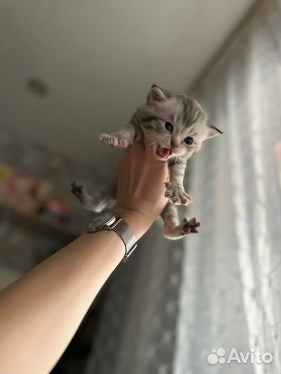 Котятки