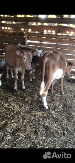 Коровы и телята