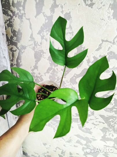 Монстера рафидофора минима