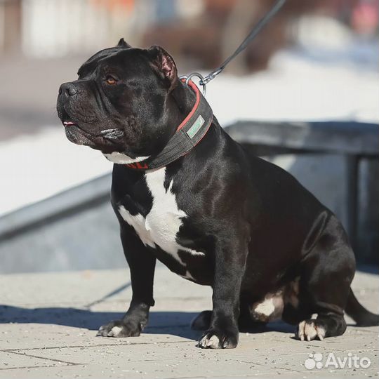 Американский булли для вязки