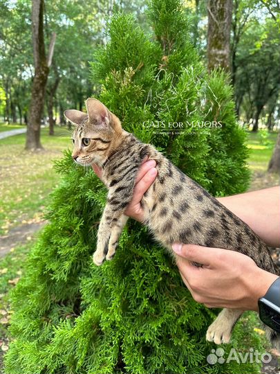 Саванна ф5 сбт
