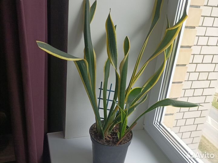 Сансевиерия трёхцветная высота 95 см