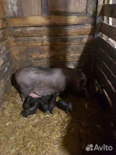 Поросята вьетнамские вислобрюхие