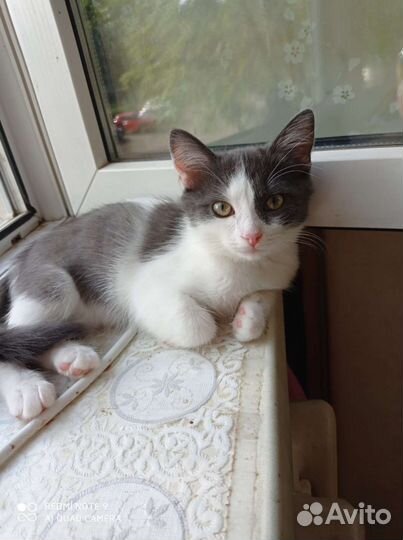 Молодая кошечка