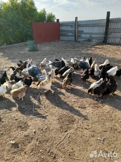 Куры прошлогодние