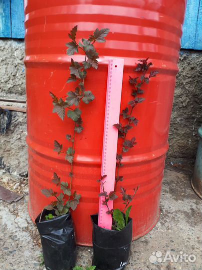 Пузыреплодник, 3-летние саженцы