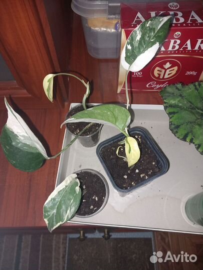 Эпипремнумы. Бронь. Пилея. Аглаонемы