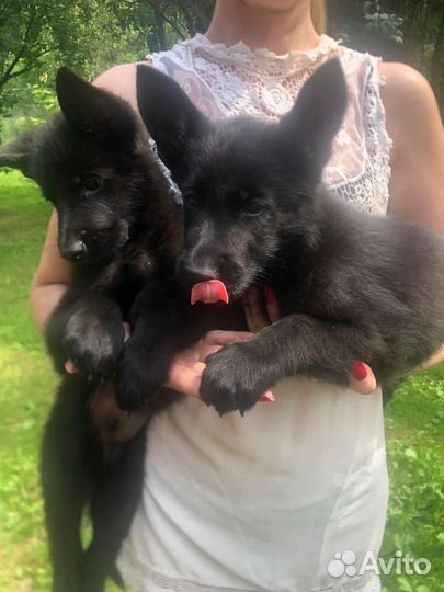 Продаю щенков черной овчарки