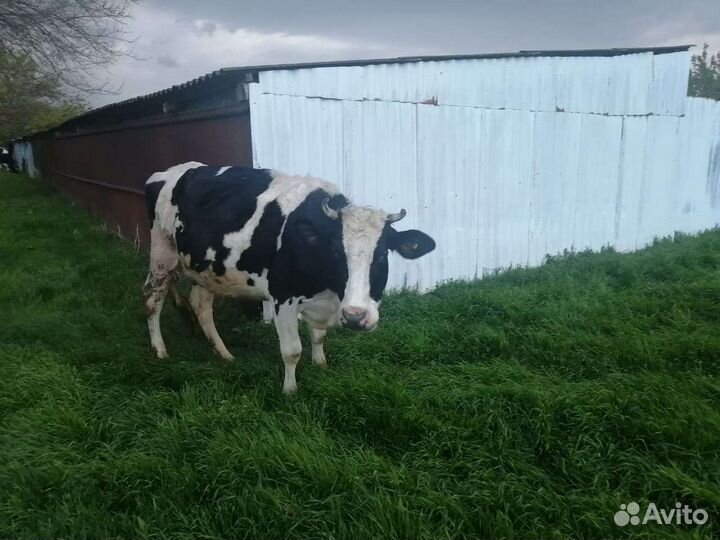 Коровы дойные молочные