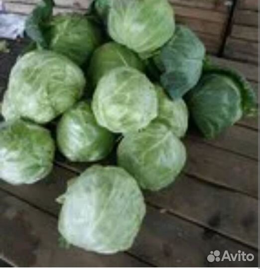 Капуста белокочанная свежая