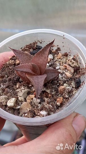 Хавортии и др