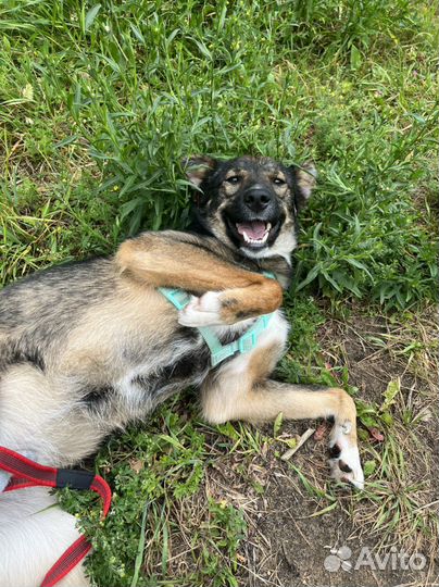 Собака Тишка малышка из приюта