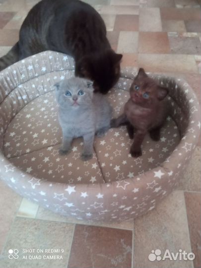 Шотландские котята