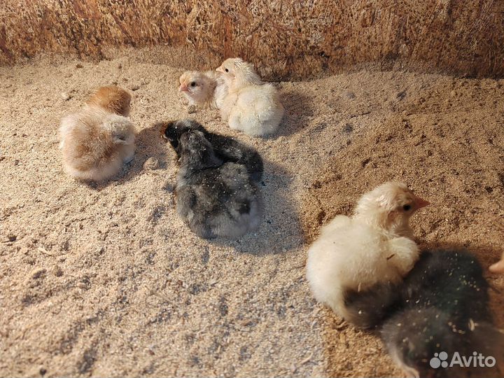 Цыплята