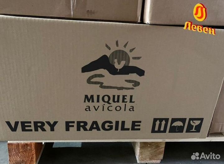 Импортное инкубационное яйцо кобб 500