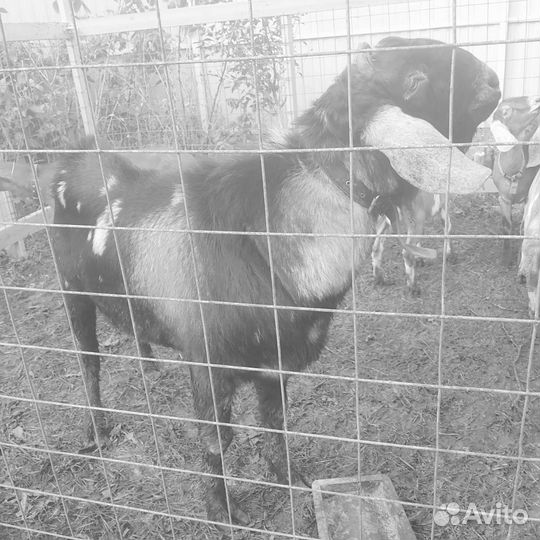 Нубийский козел 100 бронь до завтра 20.00