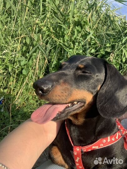 Кобель таксы, вязка