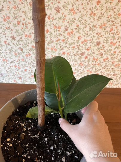 Фикус каучуконосный