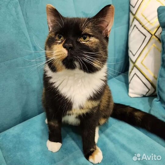 Трехцветная кошка подросток в добрые руки
