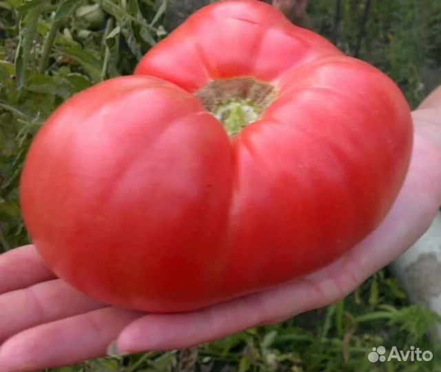 Томат Великан семена