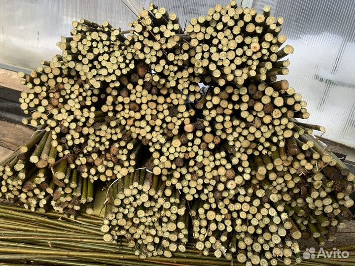 Черенки сортовой ивы