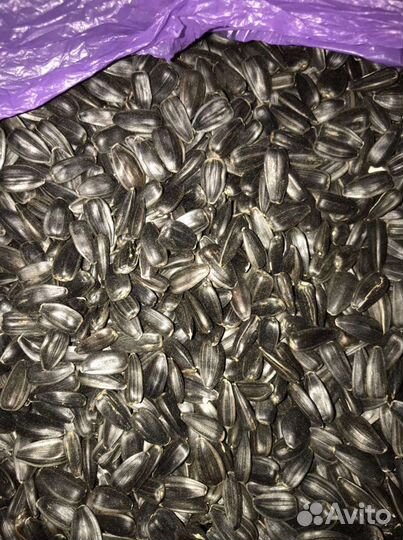 Пшеница,Просо красное,Подсолнечник,Маркс,Энгельс,С