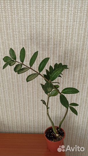 Замиокулькас