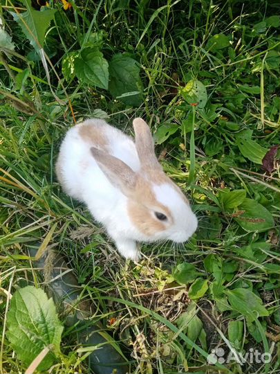 Декоративные кролики