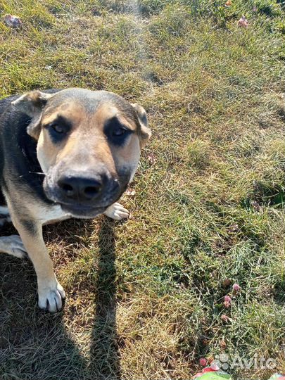 Собака в добрые руки