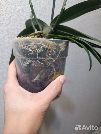 Орхидея фаленопсис бабочка паприка