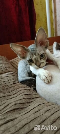 Котята девон-рекс девочка