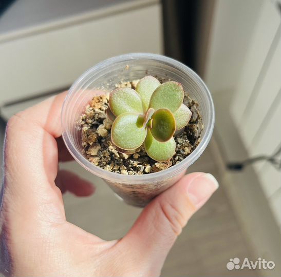 Суккуленты