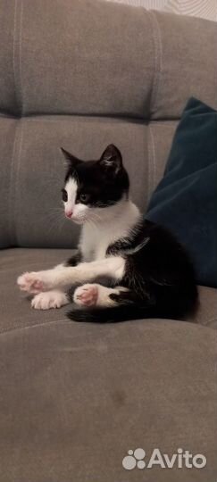 Отдам бесплатно