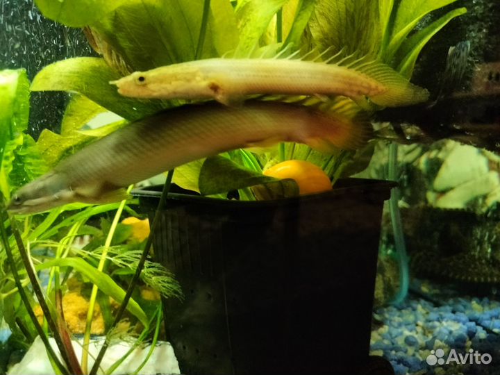 Аквариум с тумбой 100л